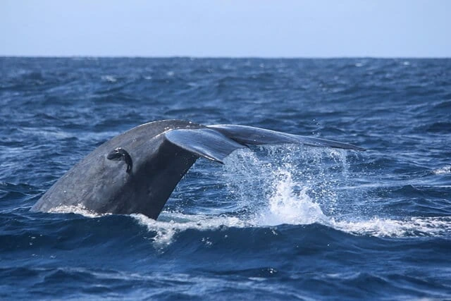 Blue whale