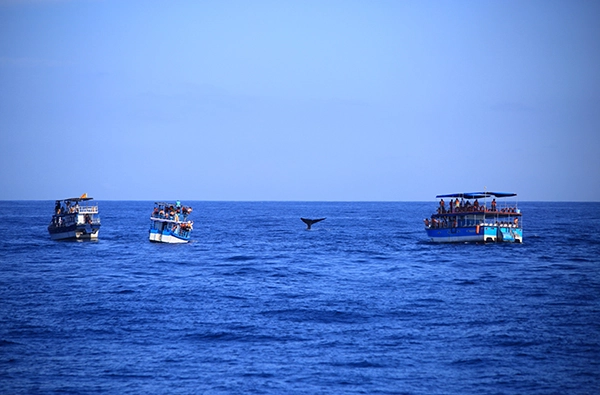 Whale Watching boat