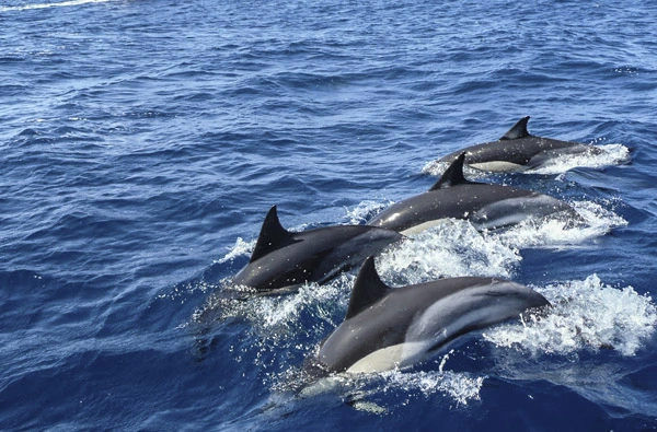 Dolphin
